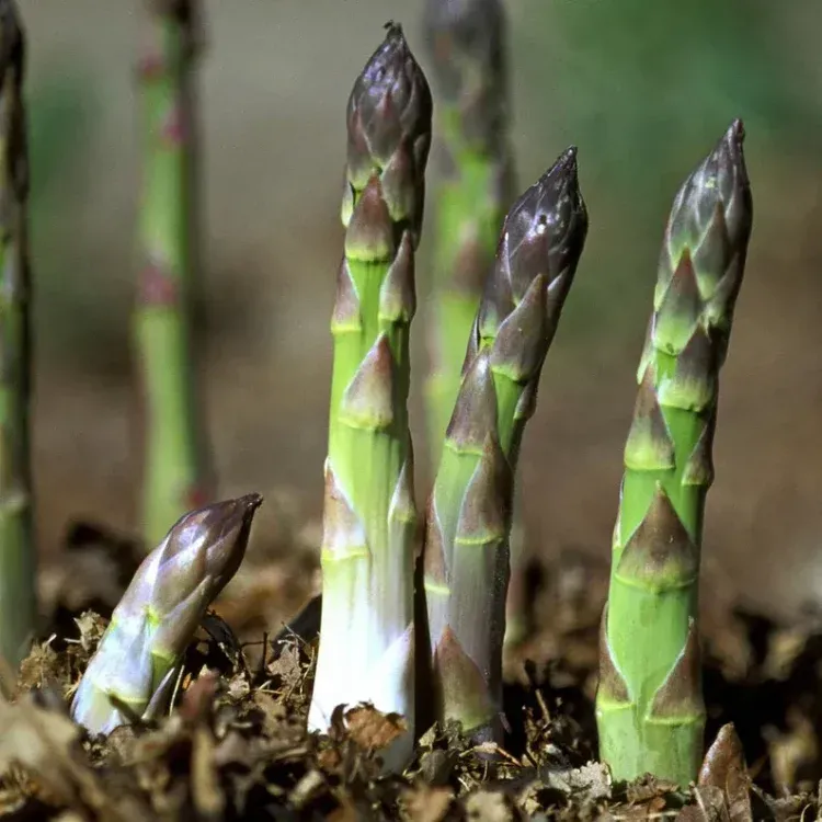 Mary Washington asparagus seed planting information